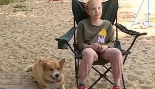 网红柯基背景图,萌宠风采，治愈系视觉盛宴