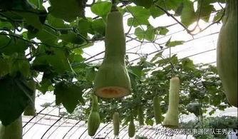 砍瓜真能砍着吃吗